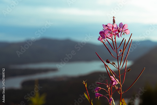 High altitude wild summer flowers