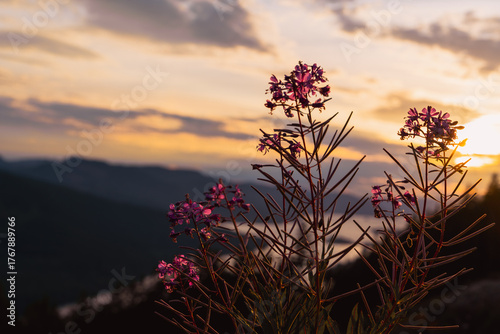 High altitude wild summer flowers