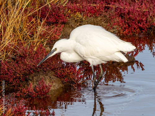 Canvas Print A Little Egret hunting at the water's edge with a background of Common Glasswort