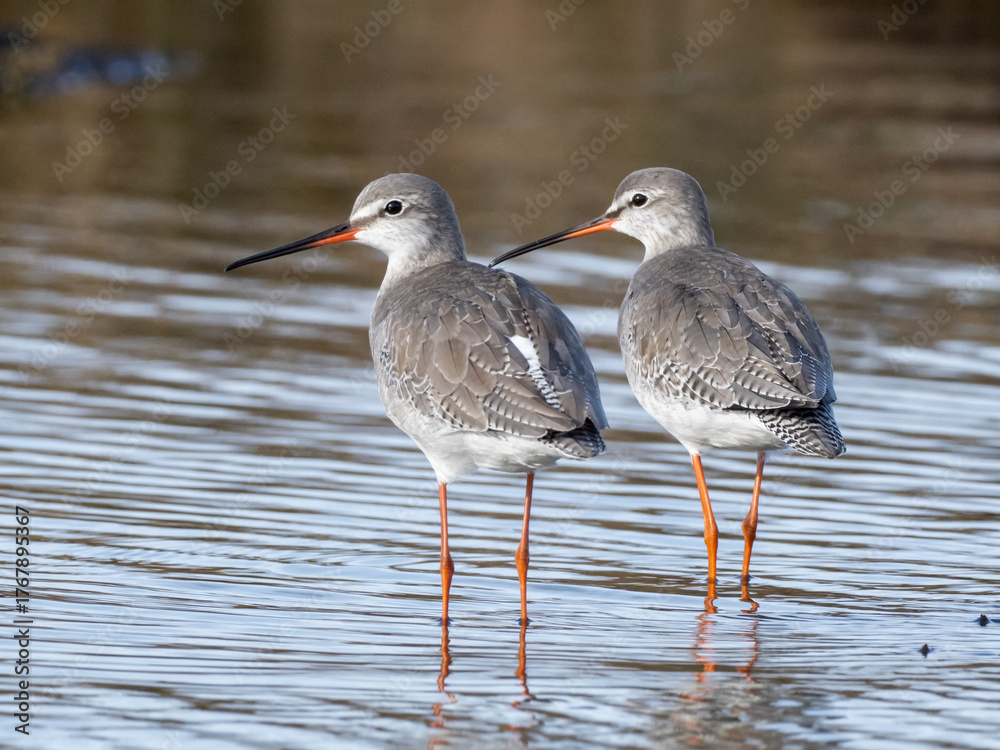 Obraz premium A close up of two Spotted Redshank in basic, winter plumage standing in shallow water