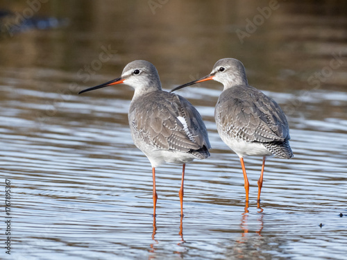A close up of two Spotted Redshank in basic, winter plumage standing in shallow water