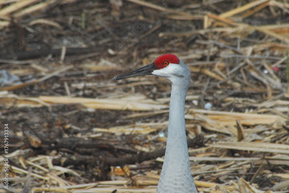 Fototapeta premium BIRDS- Close Up Portrait of a Beautiful Sandhill Crane
