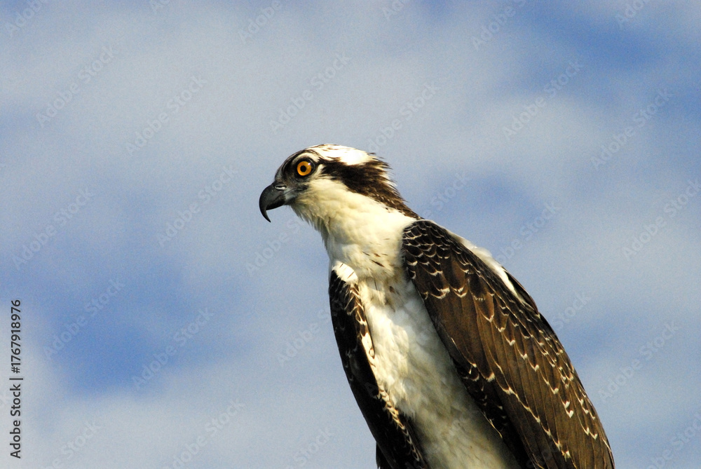 Fototapeta premium BIRDS- Florida- Extreme Close Up of a Wild Osprey Against The Sky