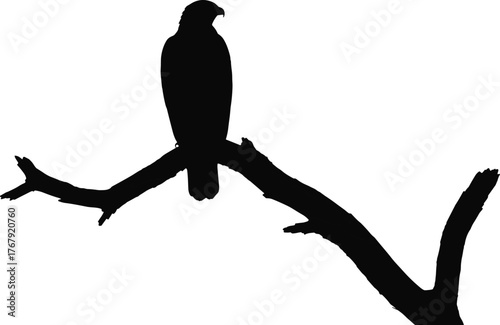 Bird on branch silhouette cartoon illustration, symbolic solitude and expressive nature observation artwork for design and education