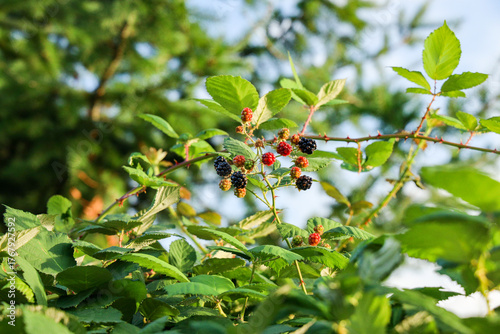 Close-Up of Wild Blackberry Bush with Ripe and Unripe Fruit
