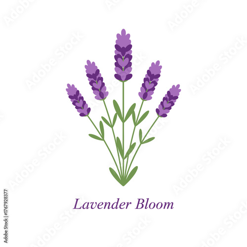 A stylized illustration depicting a cluster of lavender flowers, vibrant purple against white