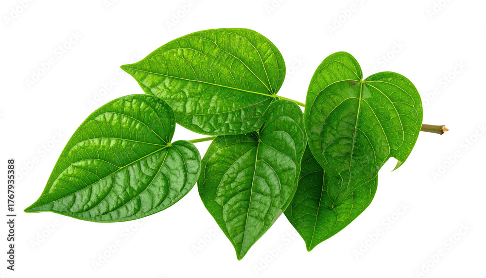 Fototapeta premium Vibrant green heart-shaped leaves branch, isolated on black, displaying intricate vein patterns and glossy texture