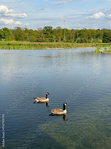 ducks swiminng on the pond 