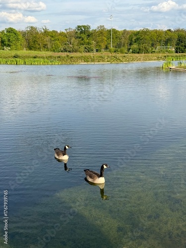 ducks swiminng on the pond 