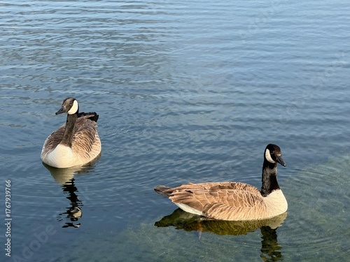 ducks swiminng on the pond 