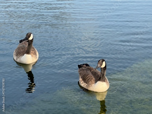 ducks swiminng on the pond 