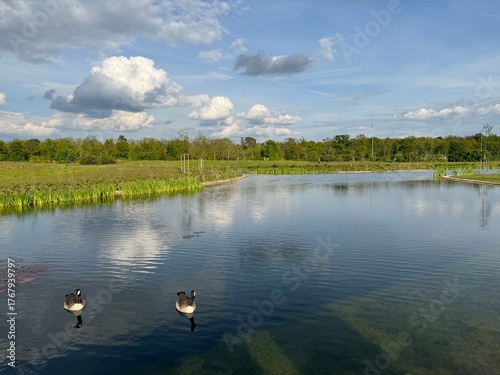 ducks swiminng on the pond 