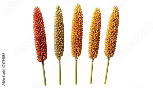 Five millet stalks of varying colors, from reddish-brown to light yellow, stand against a black background