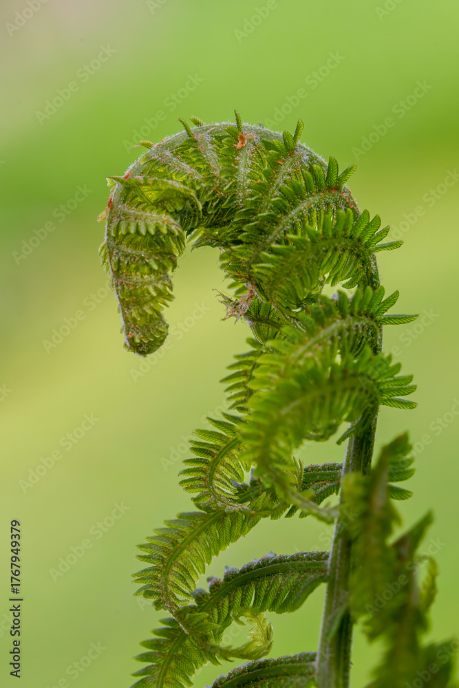 Fototapeta premium unfolding fern that looks like a horse head