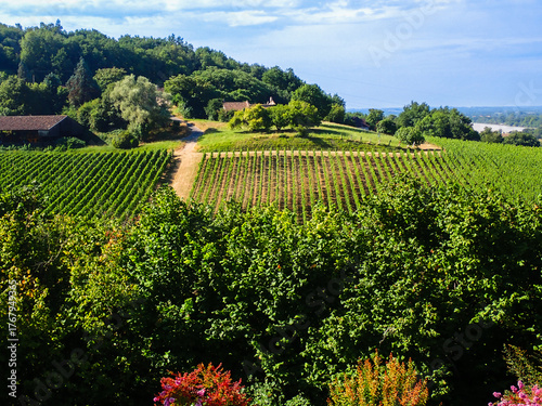 Vineyard in France