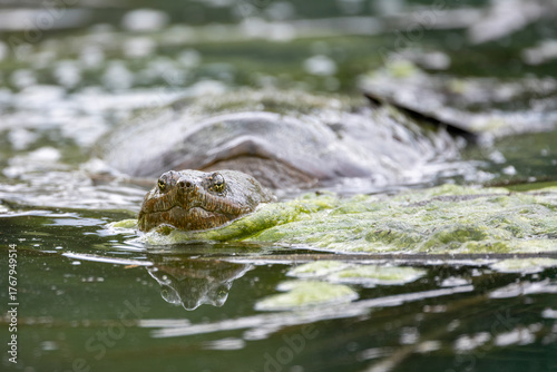 large snapping turtle swimming toward the viewer