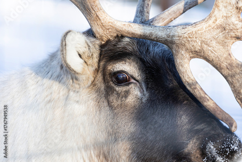 closeup headshot of a reindeer 