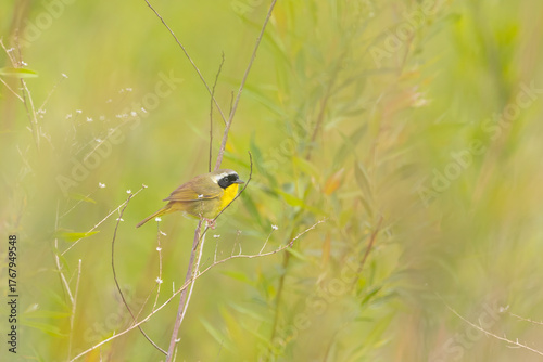 common yellowthroat in the tall spring grasses