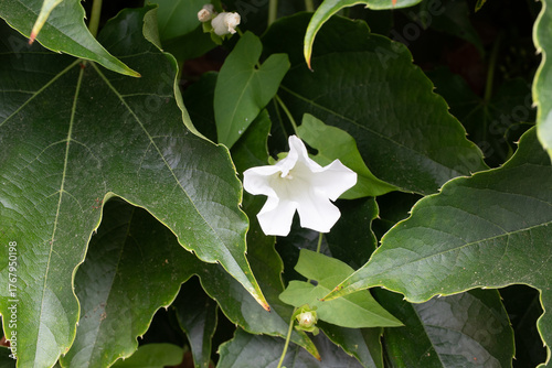 Blooming flower on Grapevine