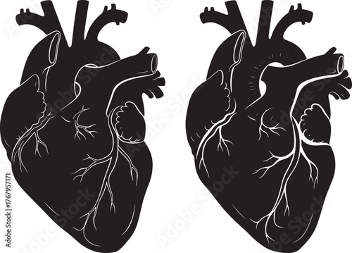Two anatomical heart silhouettes with detailed veins