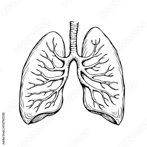 Detailed lung illustration depicting respiratory anatomy and pulmonary health for medical