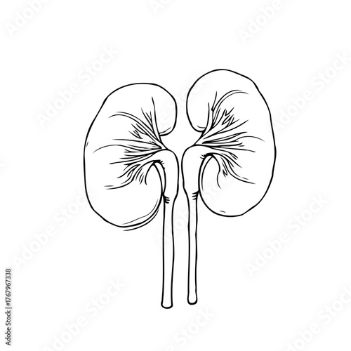 Detailed sketch of two kidneys showcasing intricate anatomical structure with connecting tubes on