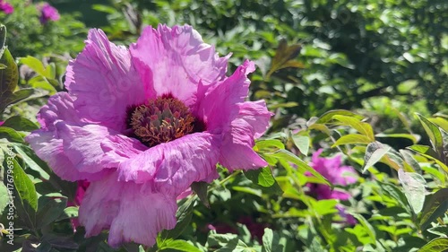 Beautiful pink flower of tree peony Paeonia suffruticosa.