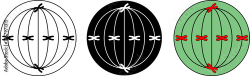 Mitosis metaphase chromosomes aligning in a dividing cell in outline, silhouette, and green style. Educational biology diagram for learning and teaching genetics.