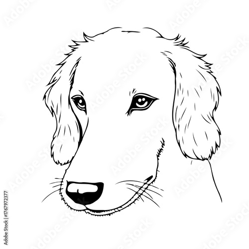 Elegant canine sketch capturing the soulful eyes and gentle expression of a beloved pet illustration