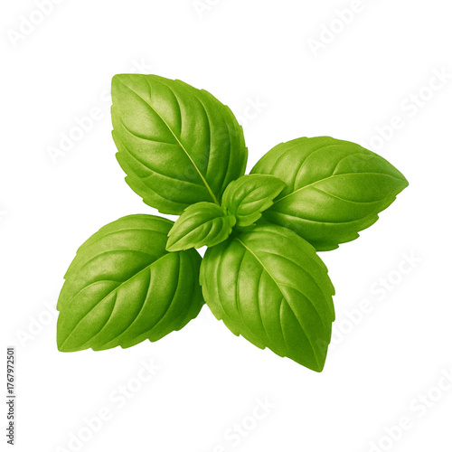 Fresh green basil leaves arranged in a beautiful pattern, a culinary herb often used in cooking 