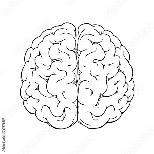 Human brain anatomical illustration intricate detailed sketch representing intellect knowledge