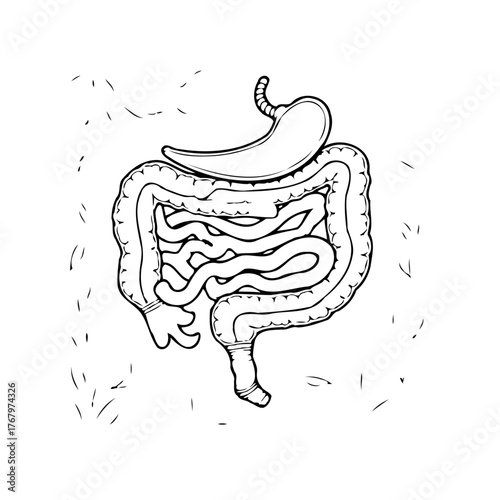 Monochrome illustration depicting the gastrointestinal tract showcasing the stomach and intestines