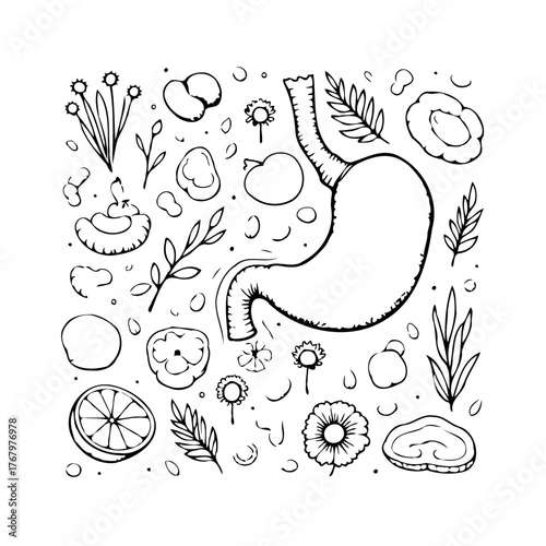 Stylized human stomach anatomy illustration with floral and food elements in monochrome design art