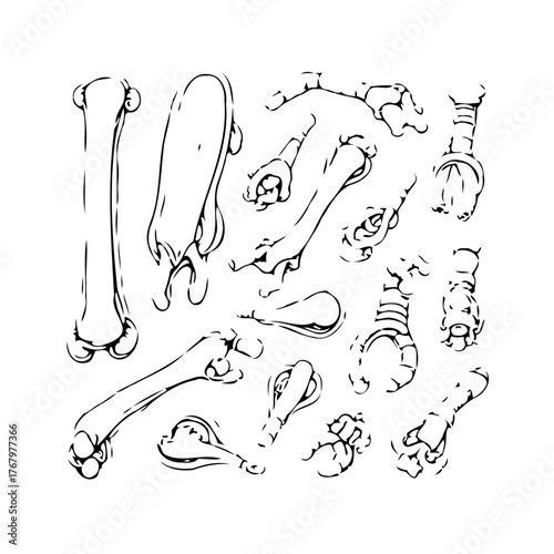 Various skeletal remains scattered across white space providing anatomical study for medical