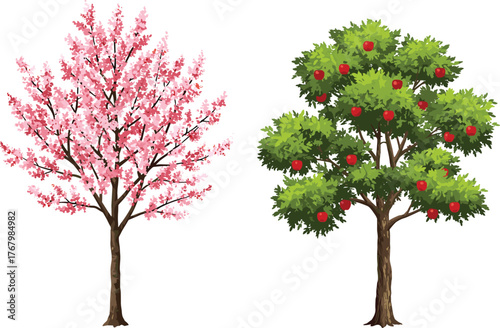 Cherry blossom tree with pink flowers and apple tree with red fruits vector illustration showing seasonal nature, orchard, spring, summer background