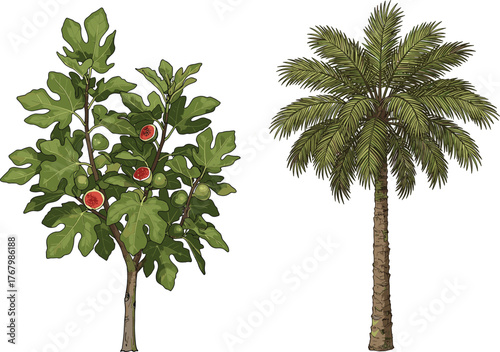 Detailed botanical vector illustration showing fig tree with ripe fruits and date palm tree with tropical fronds, comparison of fruit-bearing plants