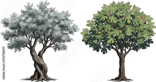 Detailed vector illustration of olive tree and fig tree side by side with fruits, leaves, trunks, natural botanical garden background