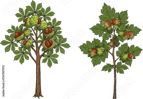 Horse chestnut tree with conkers and hazel tree with hazelnuts botanical vector illustration comparison for nature, plants, fruits, seeds