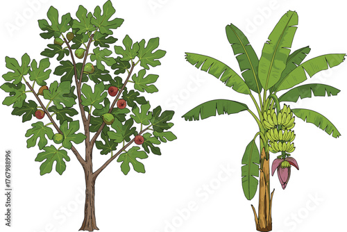 Illustrated comparison of fig tree with ripe fruits and banana plant with cluster bananas and flower, botanical agricultural vector educational design