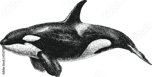Hand-Drawn Orca or Killer Whale Illustration
