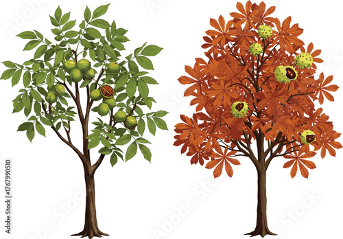 Seasonal horse chestnut trees with green summer leaves and autumn foliage showing chestnut fruits, nature transition vector illustration for stock content