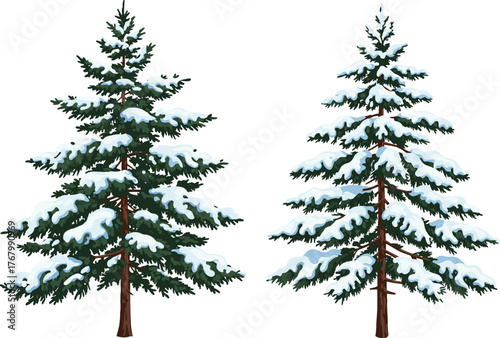 Snow covered evergreen pine trees vector illustration with winter foliage, conical shape, isolated on white background for seasonal, holiday, and design use