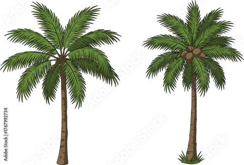 Tropical palm trees with coconuts and textured trunks, perfect for botanical illustration, landscape design, summer themes, and educational content