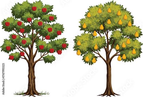 Vector illustration of apple tree and pear tree with ripe fruits, green foliage, natural orchard design, isolated on white background