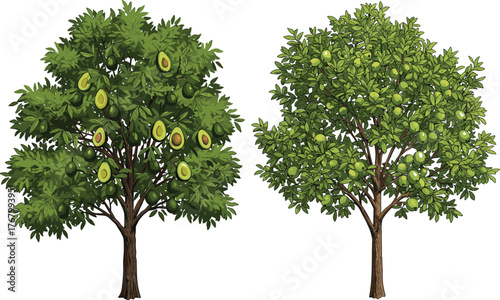 Vector illustration of avocado tree and lime tree with green fruits, dense foliage, natural agriculture farming concept, botanical educational seasonal design