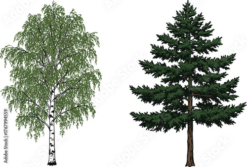 Vector illustration of birch deciduous tree and evergreen coniferous tree side by side, contrasting foliage, bark texture, seasonal botanical comparison