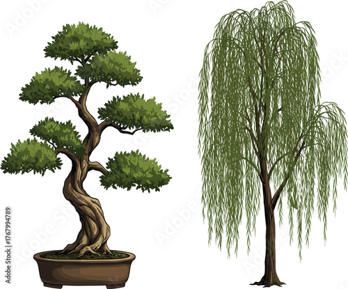 Vector illustration of bonsai tree and weeping willow side by side, contrasting miniature cultivated art with natural flowing tree growth