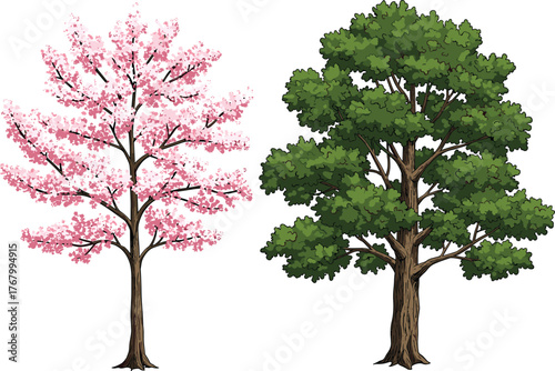 Vector illustration of cherry blossom tree with pink flowers beside lush green deciduous tree highlighting seasonal contrast and botanical diversity design