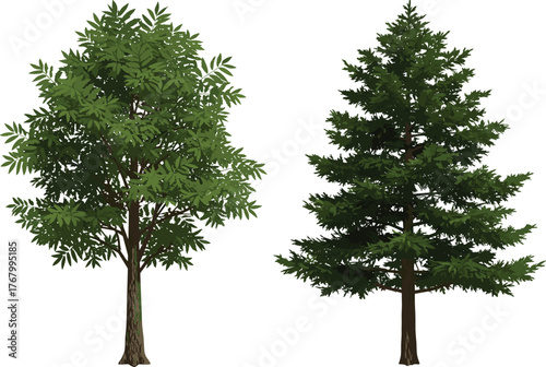 Vector illustration of deciduous tree and coniferous tree side by side, contrasting broad leafy canopy with dense evergreen needle foliage