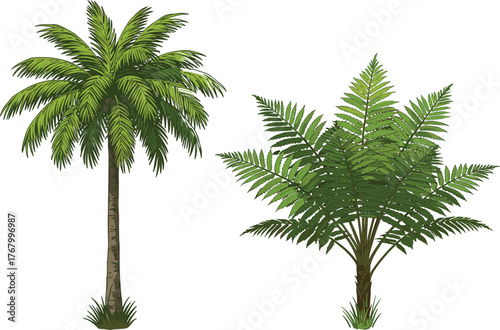 Papier peint Vector illustration of tropical palm tree with long fronds beside lush bushy tre